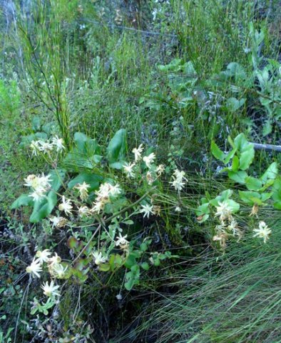Anemone vesicatoria inflorescence structure